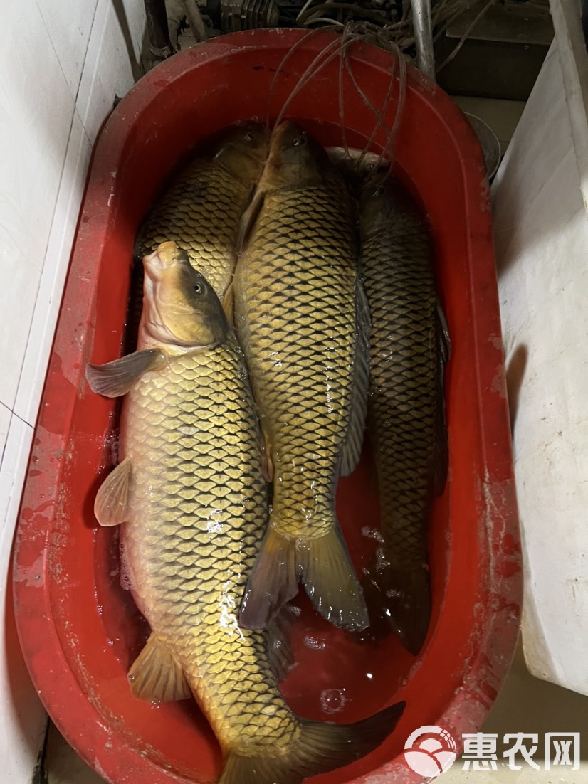 柳根鱼饵料(柳根鱼饵料自制方法)