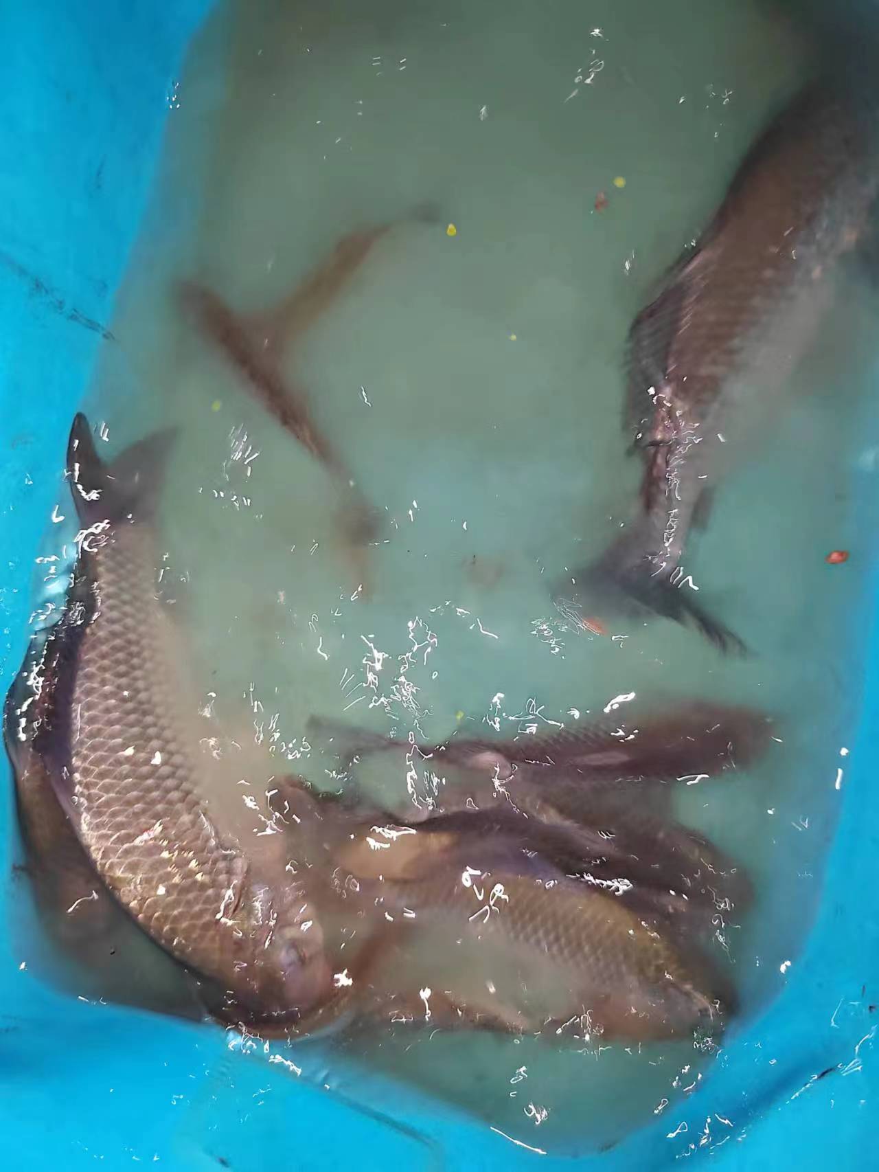 冬钓鲤鱼技巧(冬钓鲤鱼如何调漂)