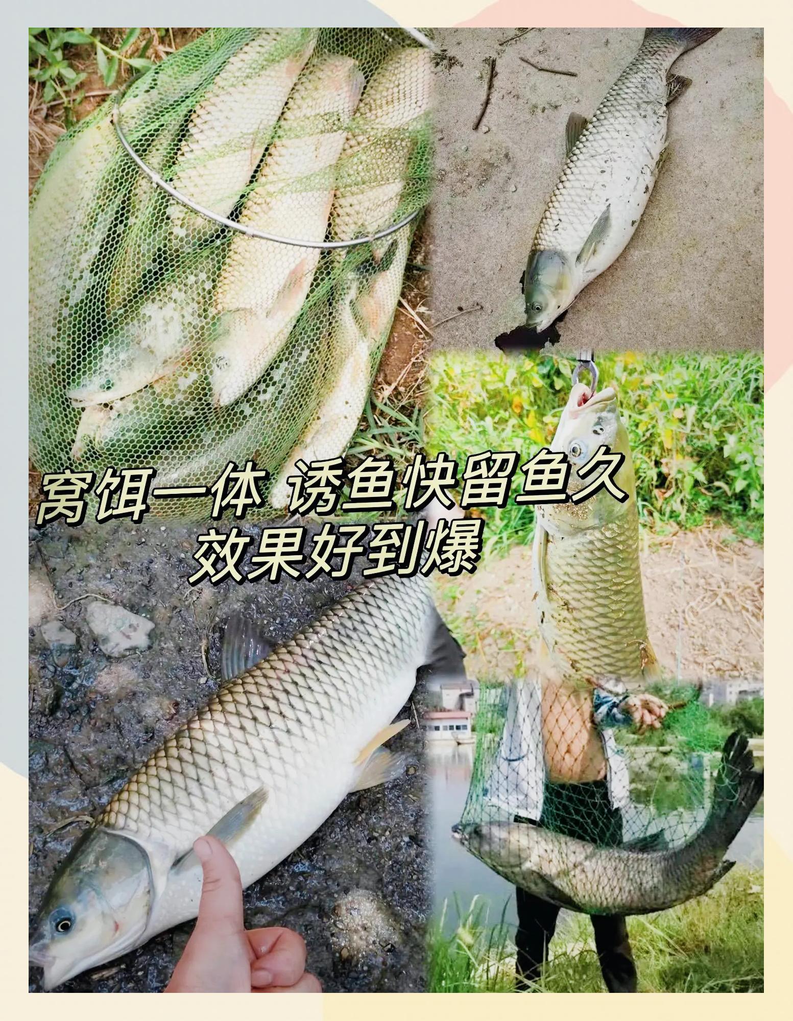 草鱼商品饵料怎么搭配(专攻草鱼的简单鱼饵配方)