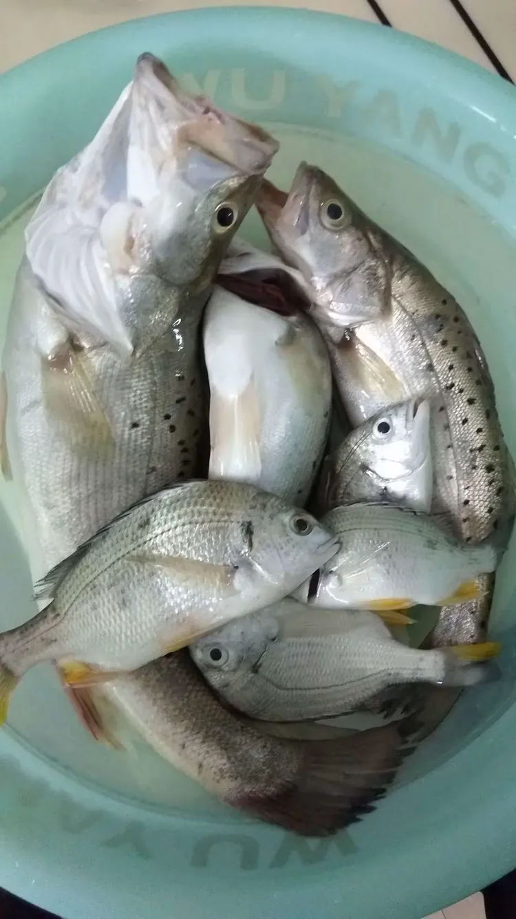 2019塘沽海钓(海钓线组组装图解)