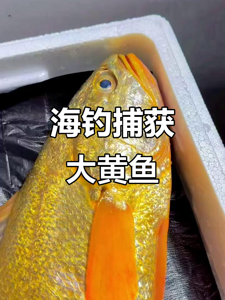 海钓黄鱼鱼饵怎么挂(海钓黄鱼鱼饵怎么挂饵)