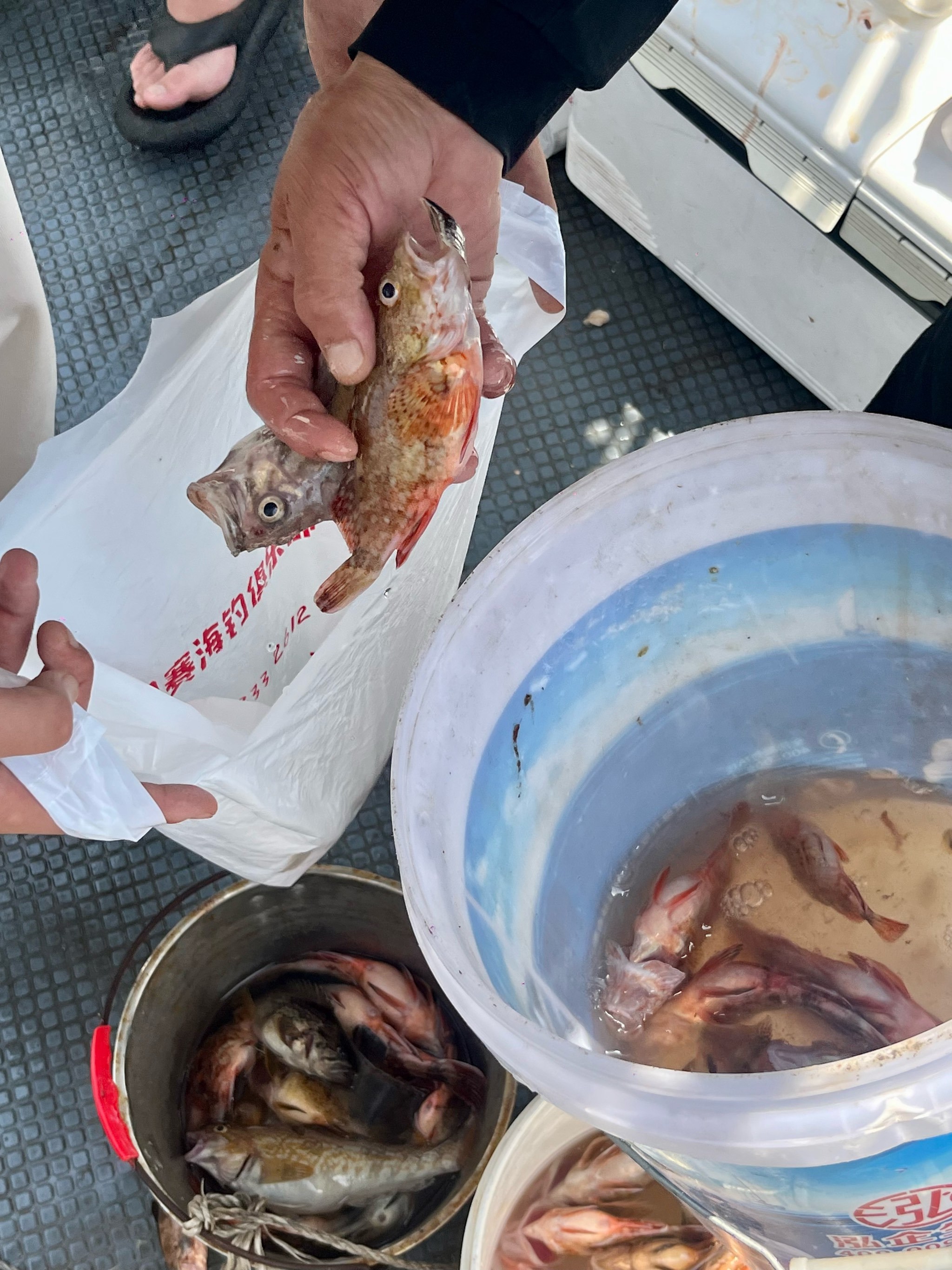 海钓蚬子肉钓鱼(海钓新手入门组装全套教程)