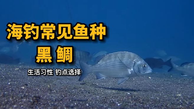 海钓黑毛技巧(海钓黑毛技巧和方法)