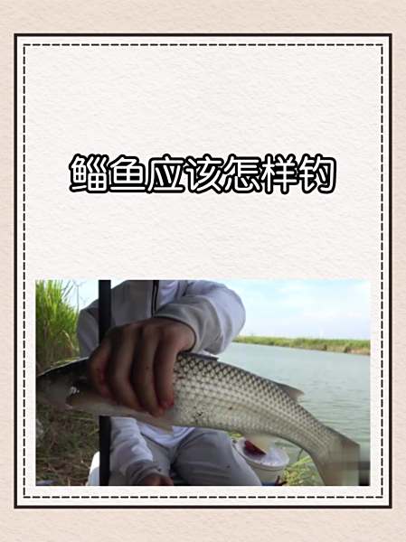 淄鱼饵料(渔饵配方大全)