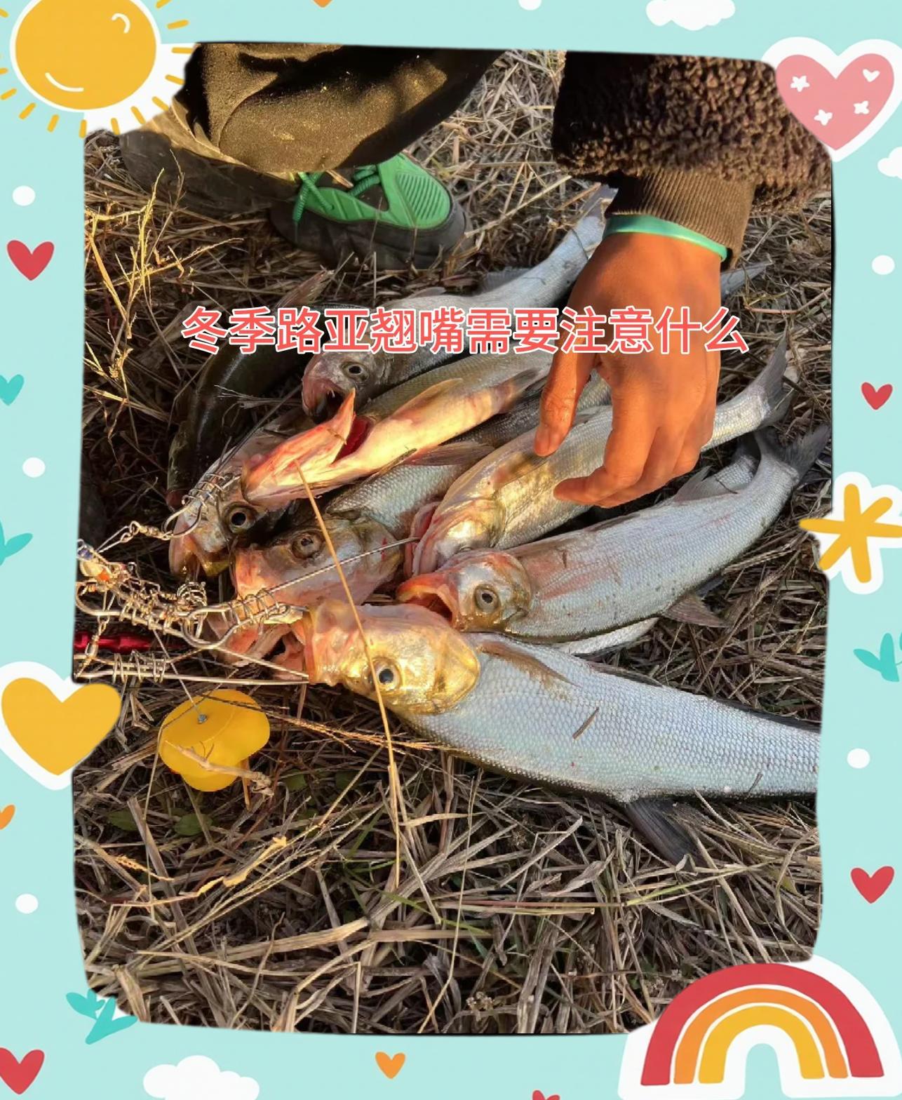 冬钓江河翘嘴技巧(冬钓翘嘴用什么饵料)