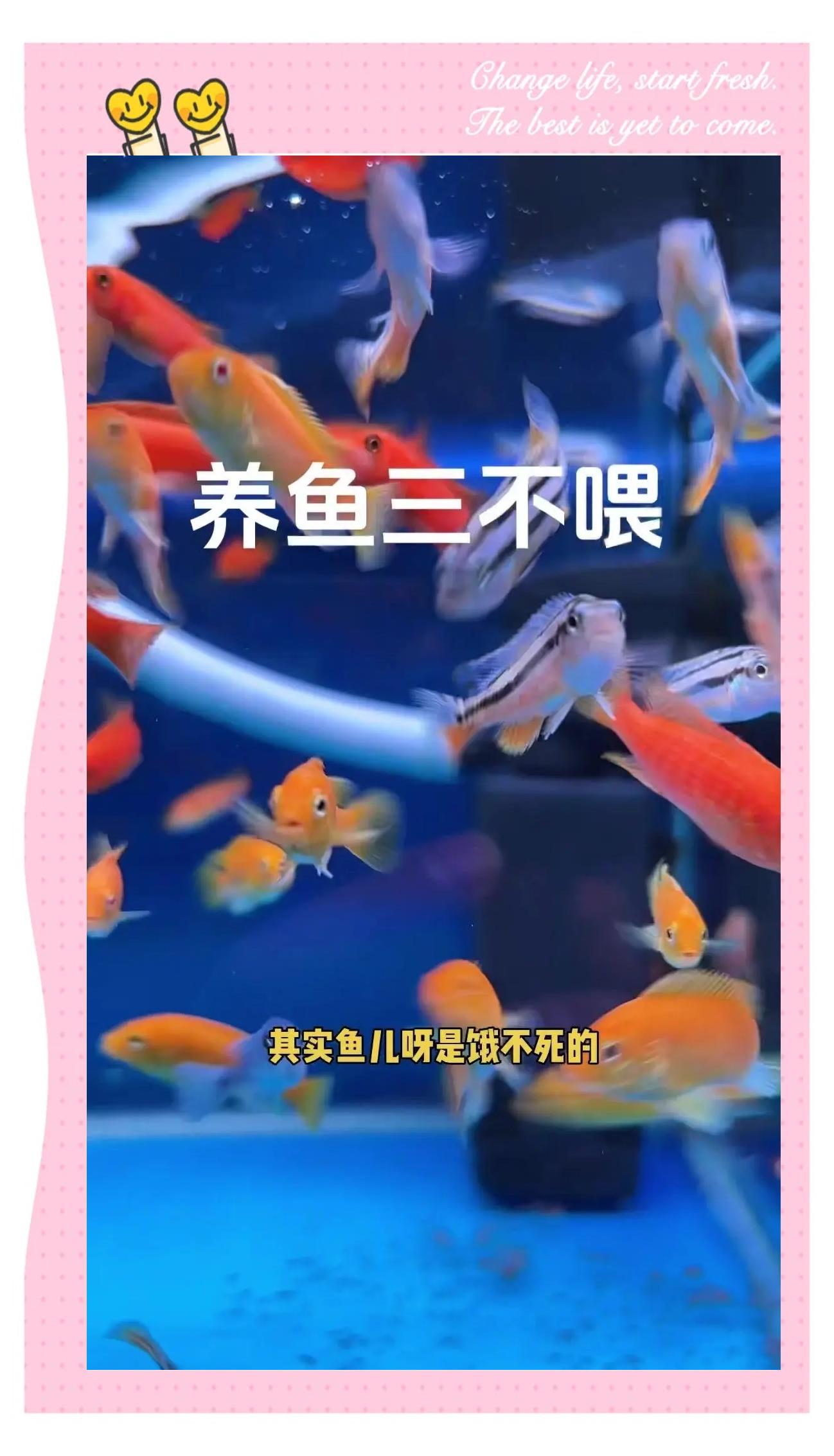 喂鱼技巧(喂鱼须知)