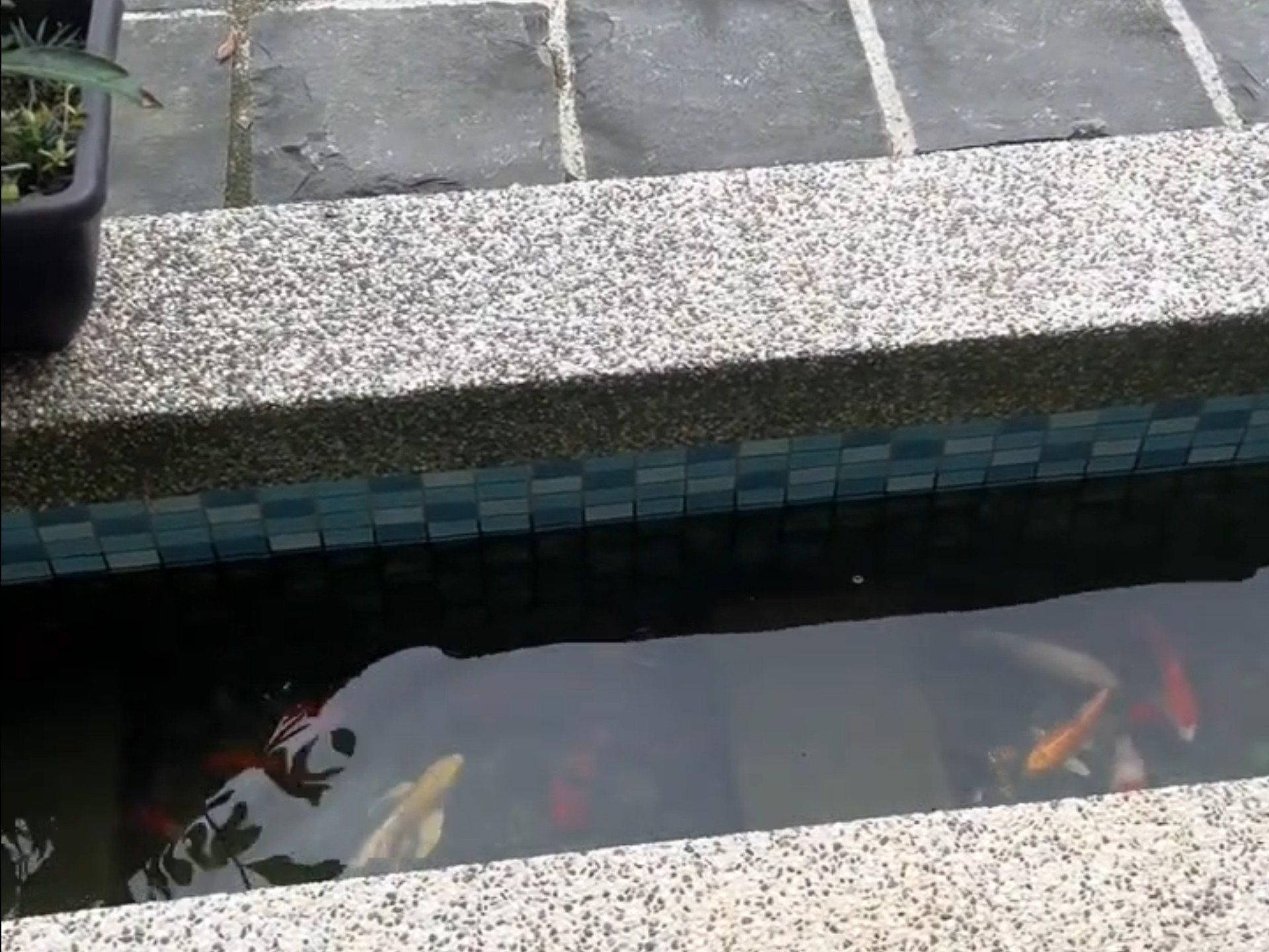 喂鱼技巧(喂鱼须知)