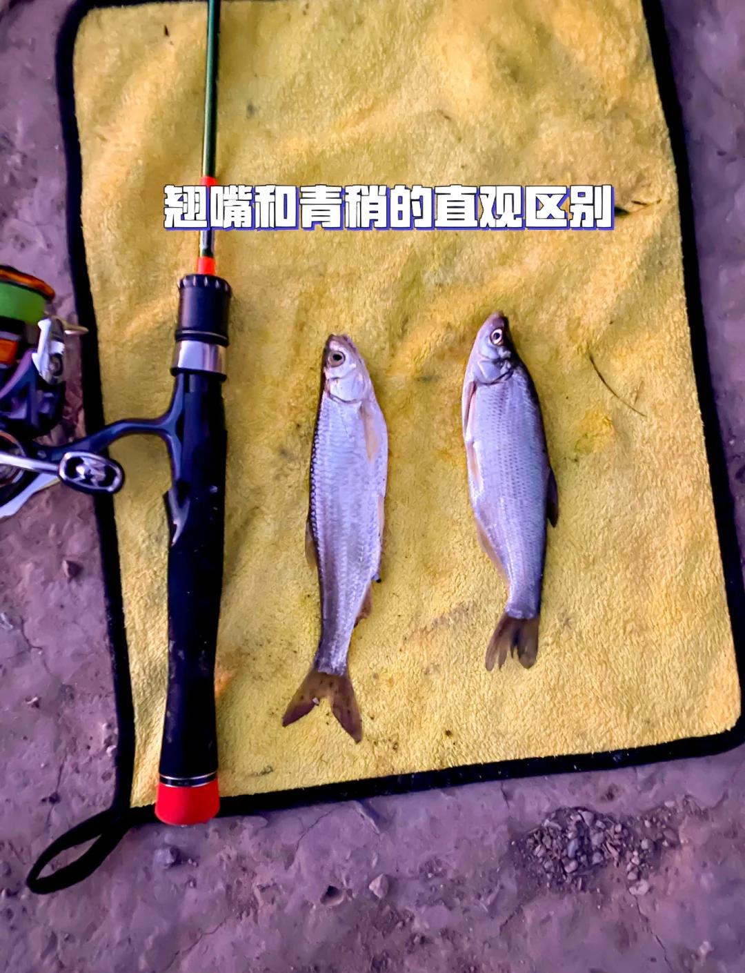 初春路亚翘嘴技巧(路亚翘嘴技巧和口诀)