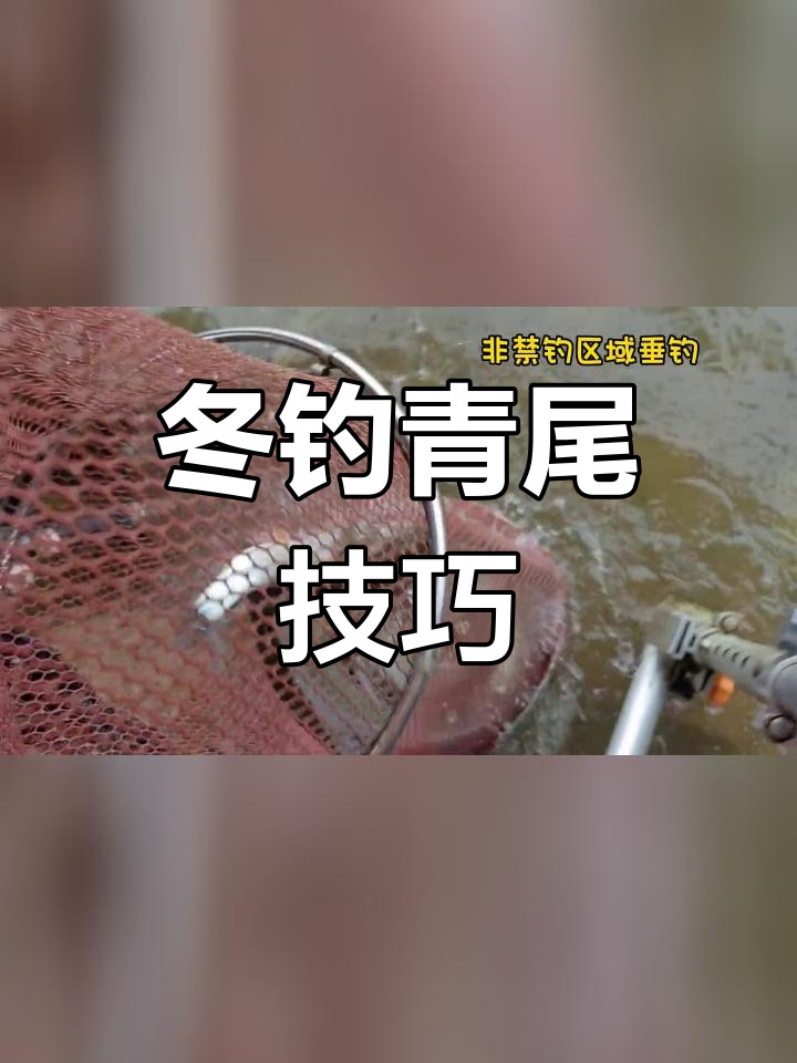 冬天钓螺丝青技巧(冬季钓螺丝青用什么饵料好)