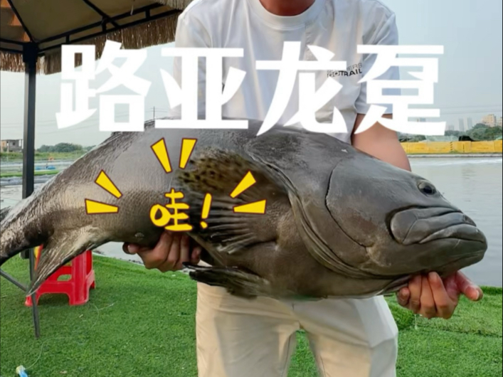 路亚石斑鱼(路亚石斑鱼打窝)