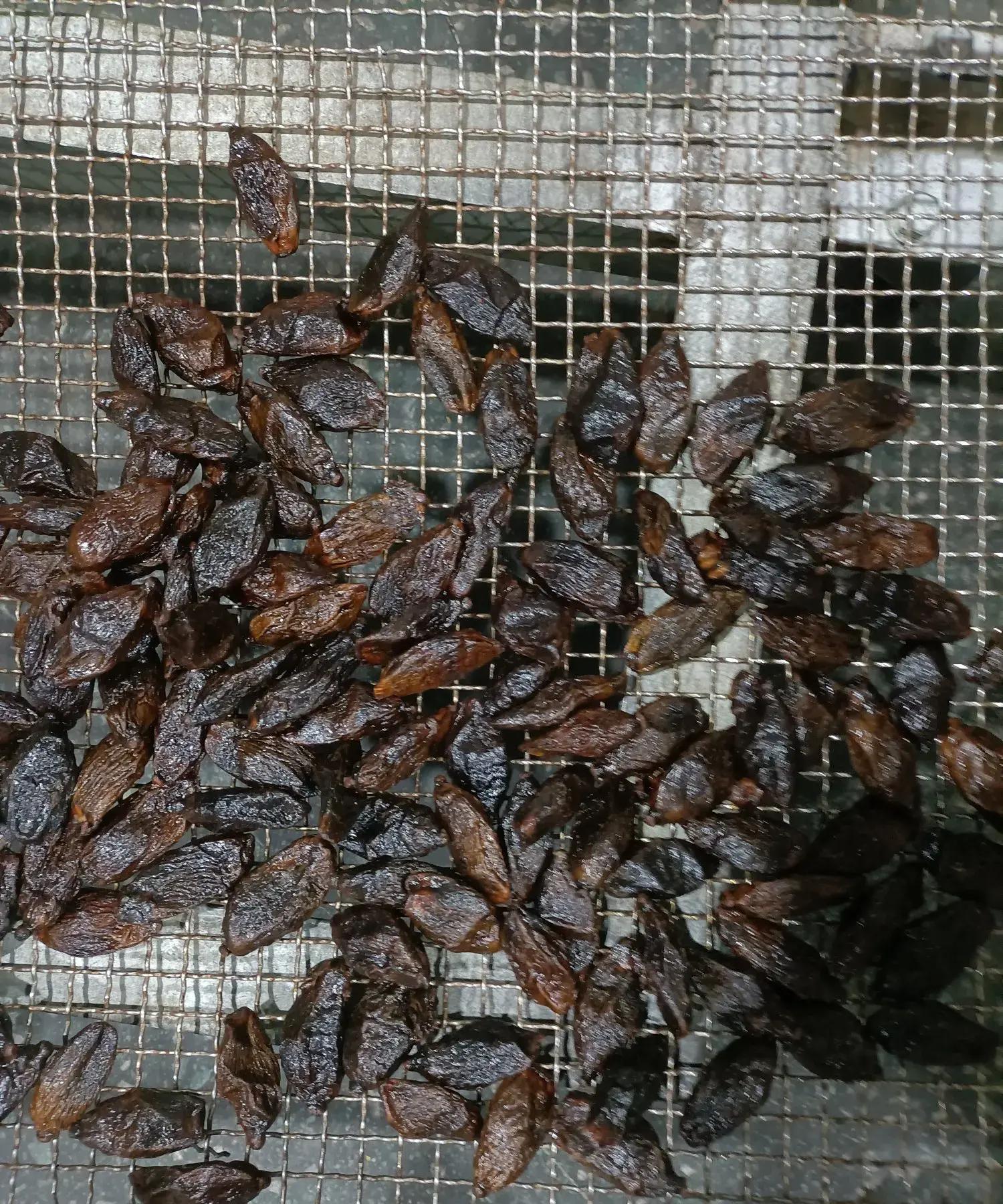 槟榔鱼饵料(槟榔诱鱼效果)