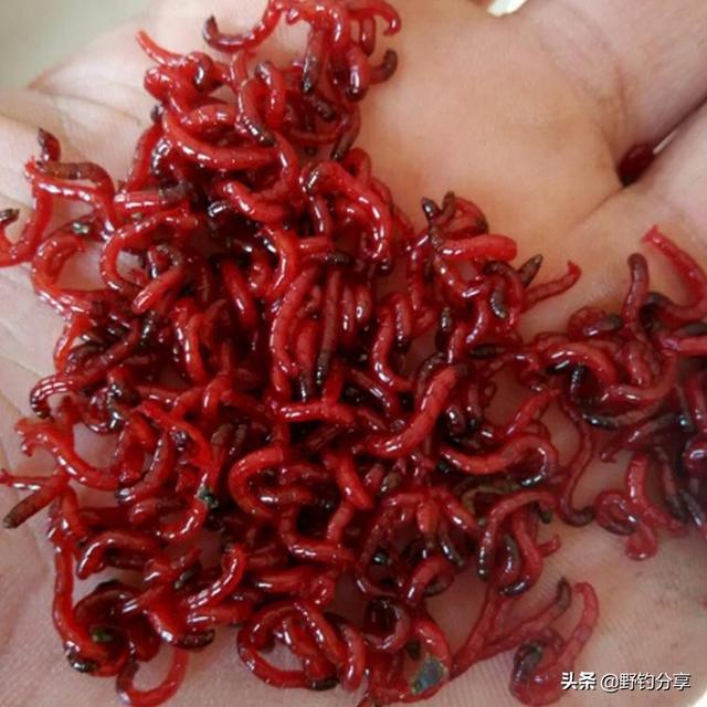 海钓红血虫收购(红虫血钩到人有没有危害)