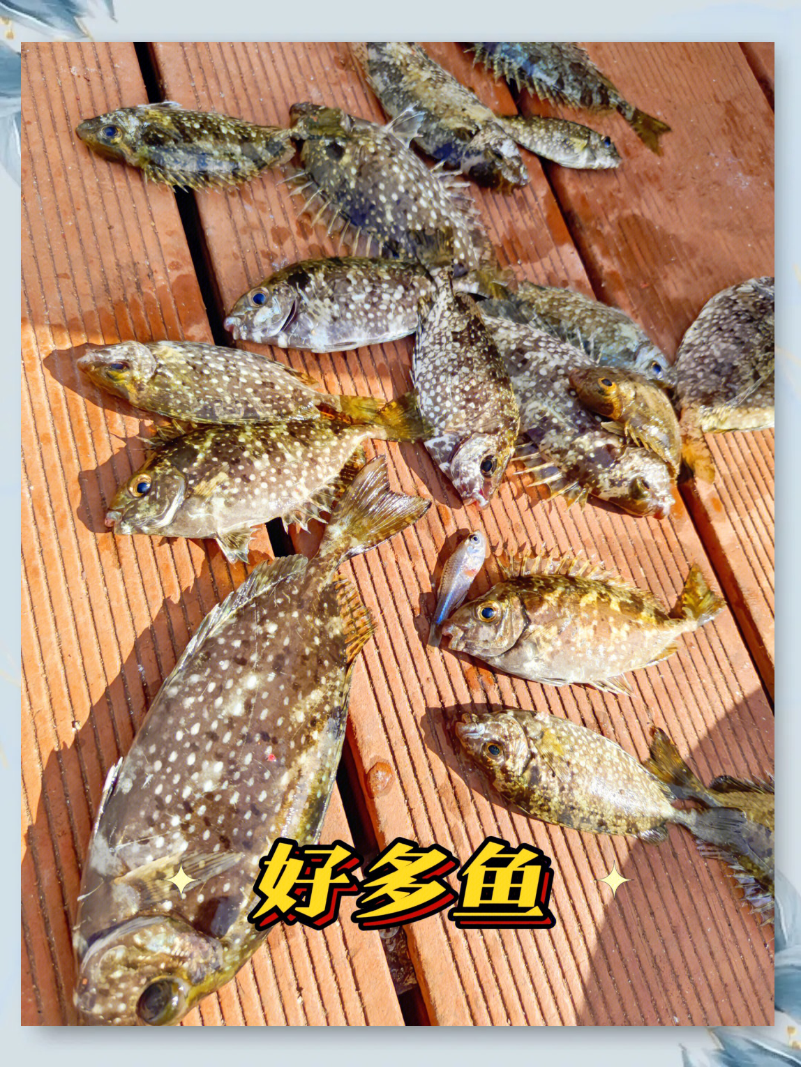 深圳龙华哪里可以海钓(深圳龙华哪有钓鱼的地方)