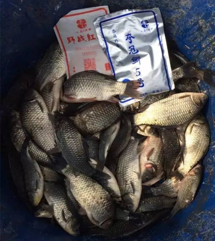 老g钓鱼饵料(老g钓鱼视频)