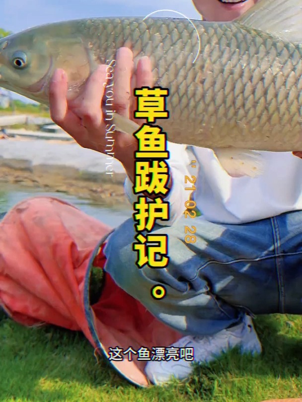 钓黑坑草鱼技巧(黑坑草鱼怎么钓,用什么饵料好用)