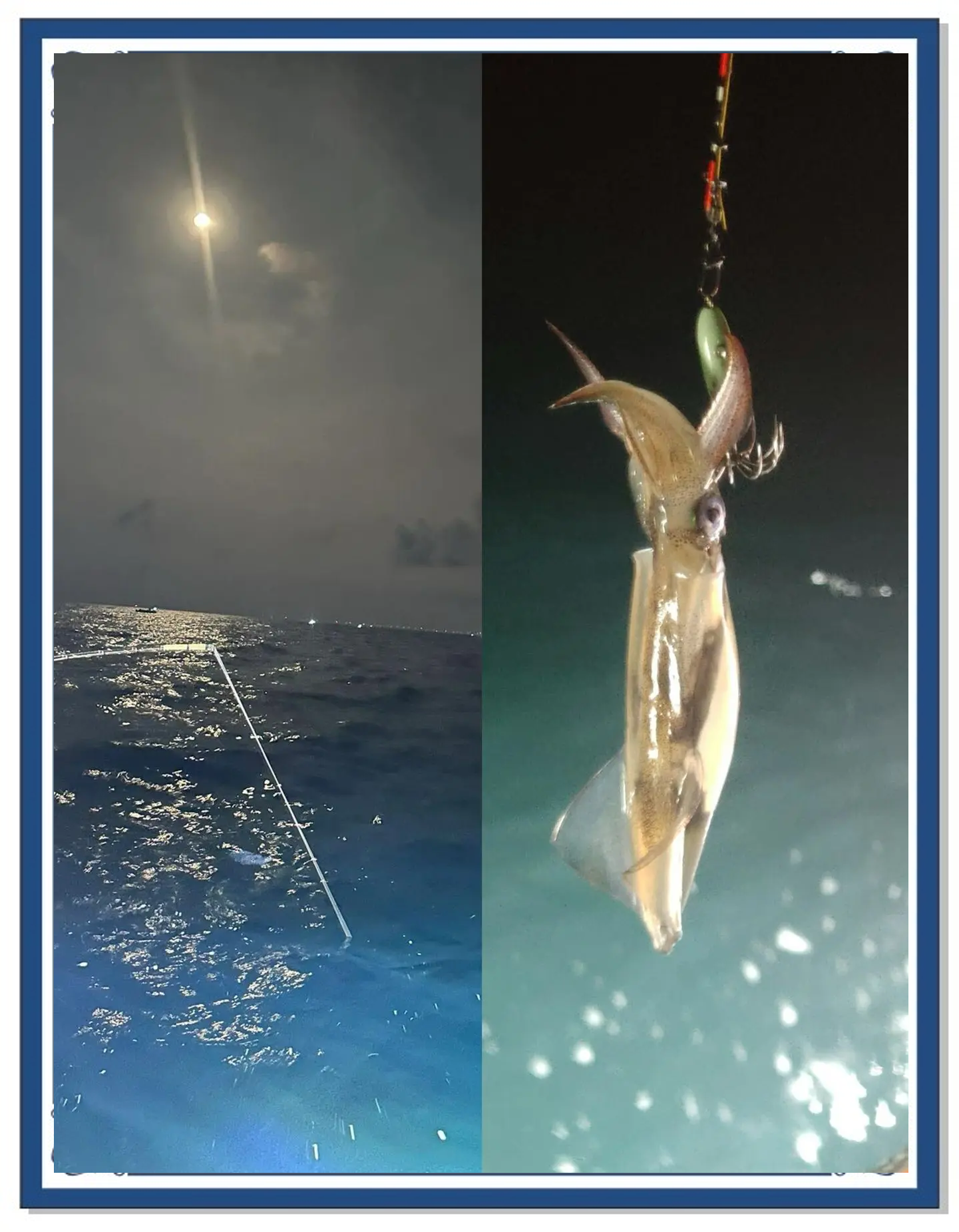 海钓鱿鱼需要灯光吗(海钓鱿鱼需要灯光吗为什么)