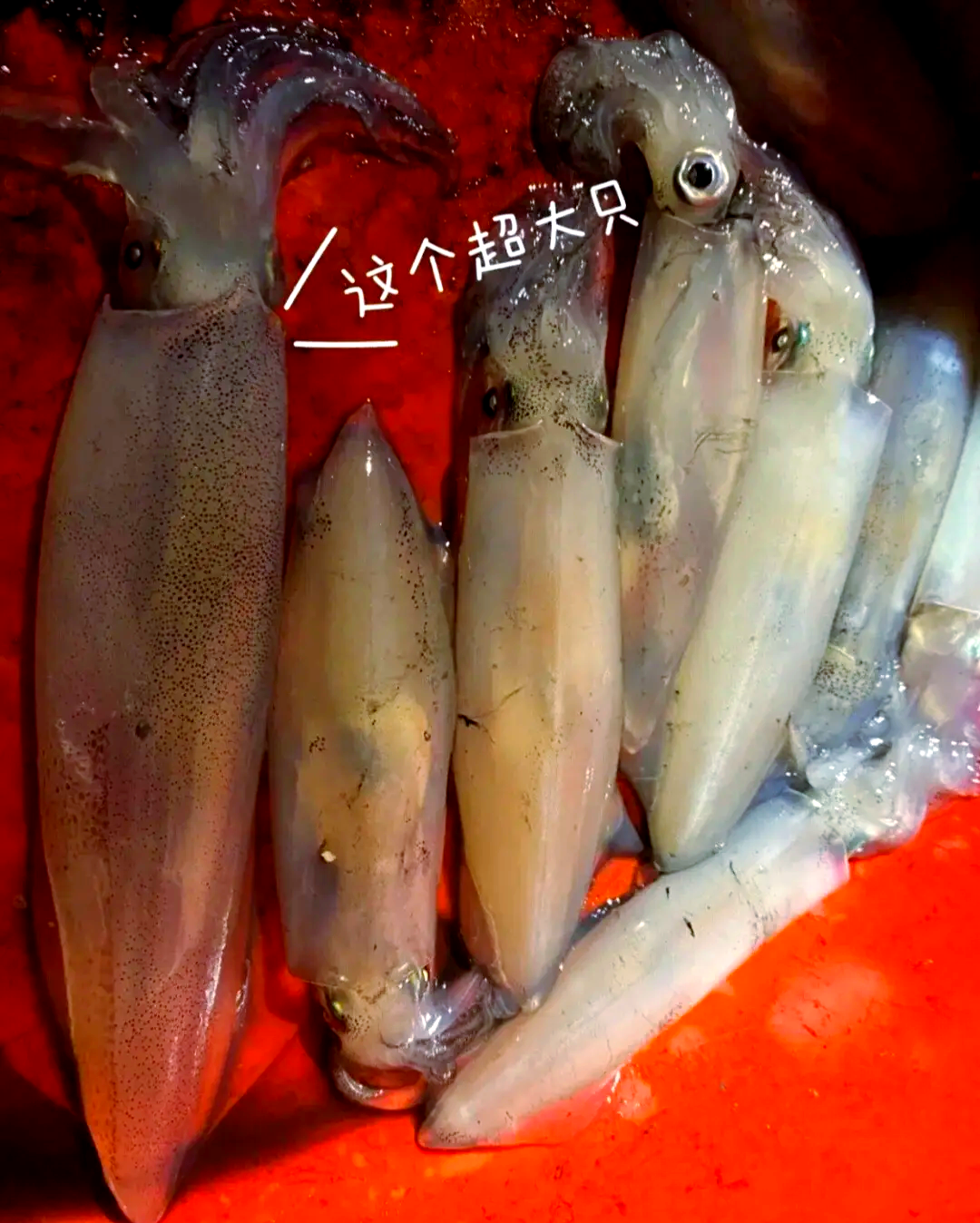 海钓鱿鱼需要灯光吗(海钓鱿鱼需要灯光吗为什么)