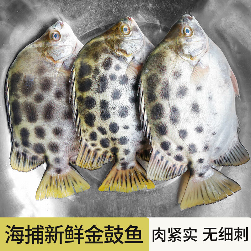 海金鼓鱼技巧(海金古鱼)