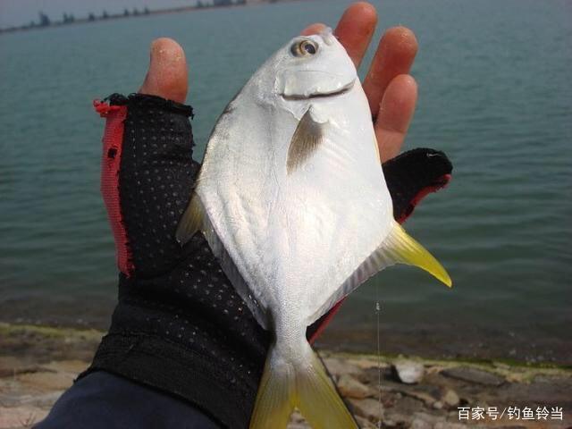 鲳鱼是海钓吗(鲳鱼属于海鱼么)
