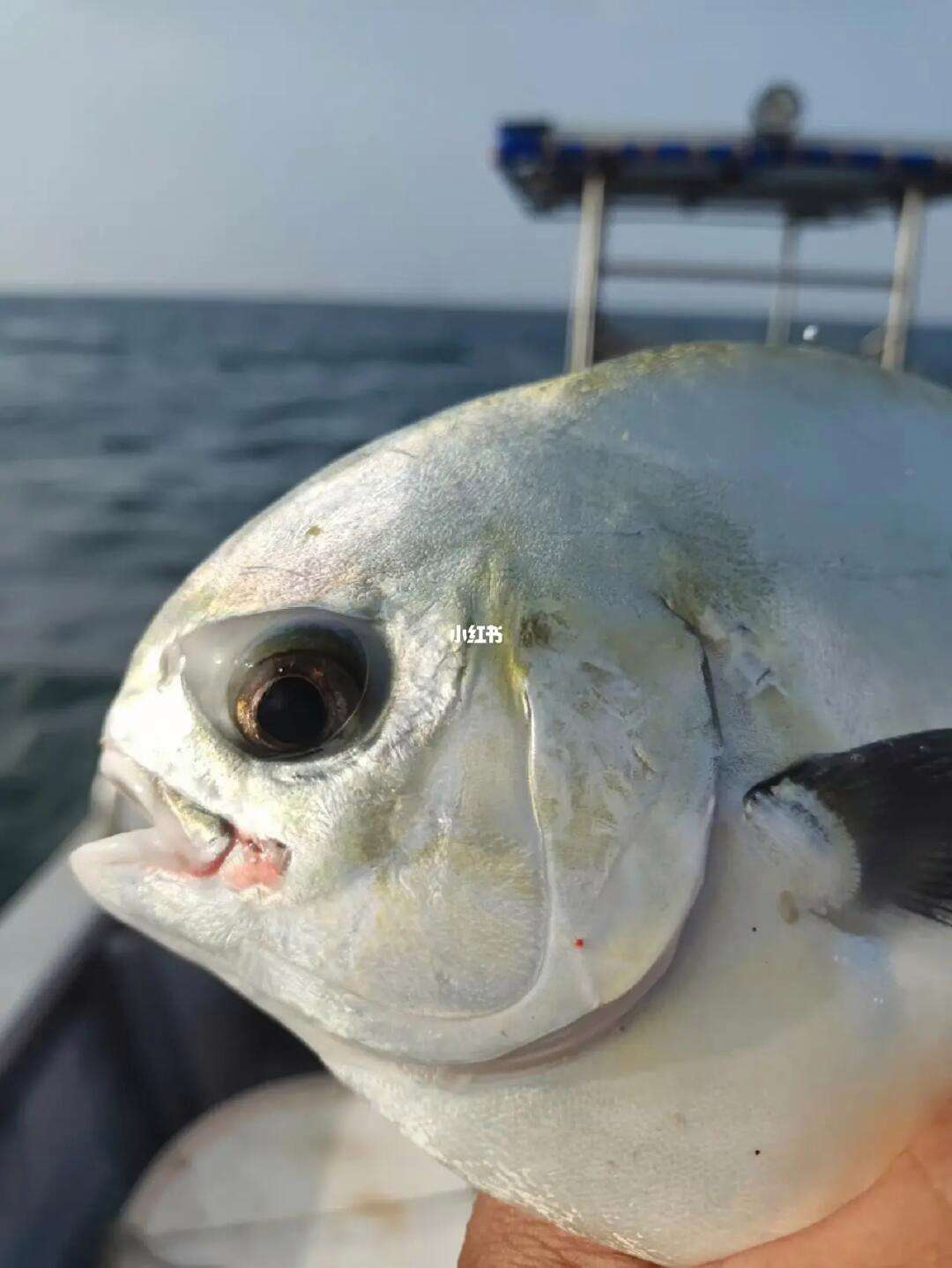 鲳鱼是海钓吗(鲳鱼属于海鱼么)