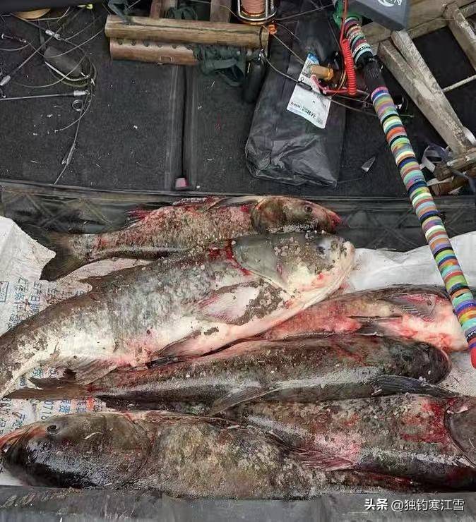 江河锚鱼技巧(锚鱼绝招)