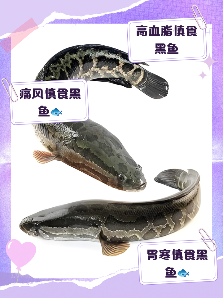 黑鱼怎么训练吃饵料(黑鱼怎么训食)