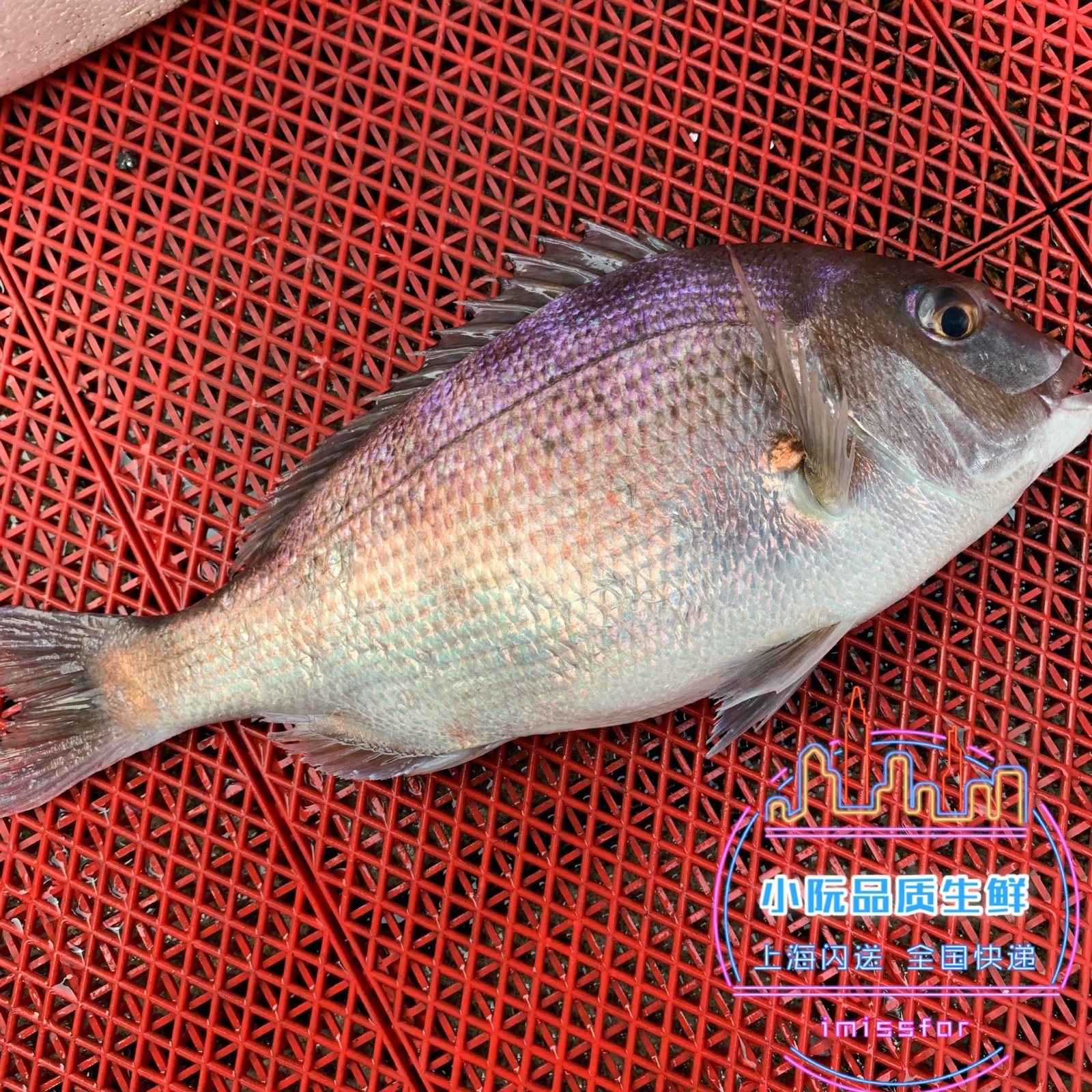 鱼排筏钓海钓黑鲷视频(鱼排筏钓海钓黑鲷线组)