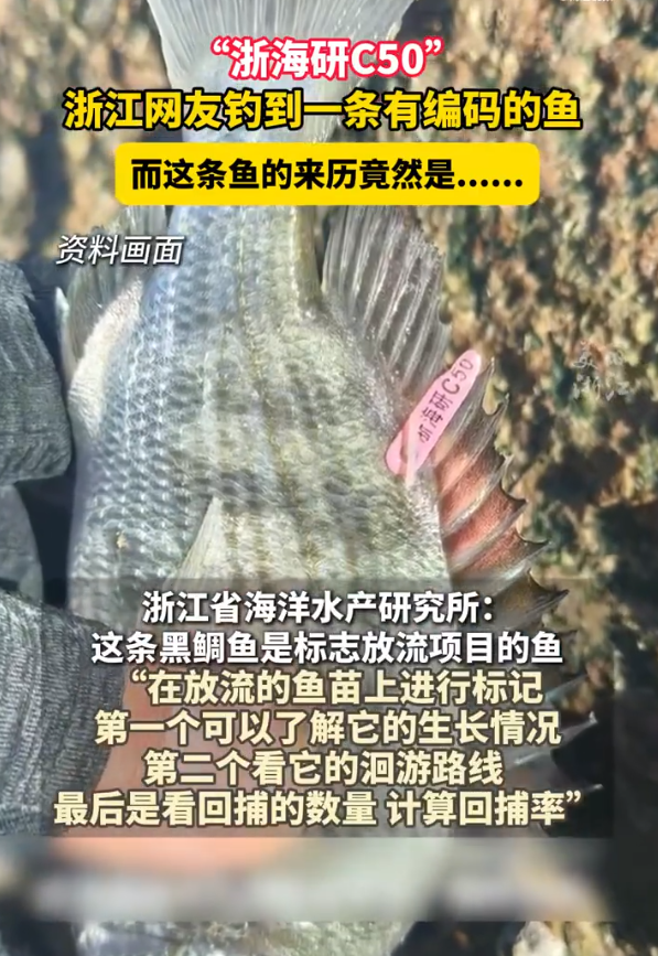 寒露后海钓黑雕(海钓黑鲷技巧大全)