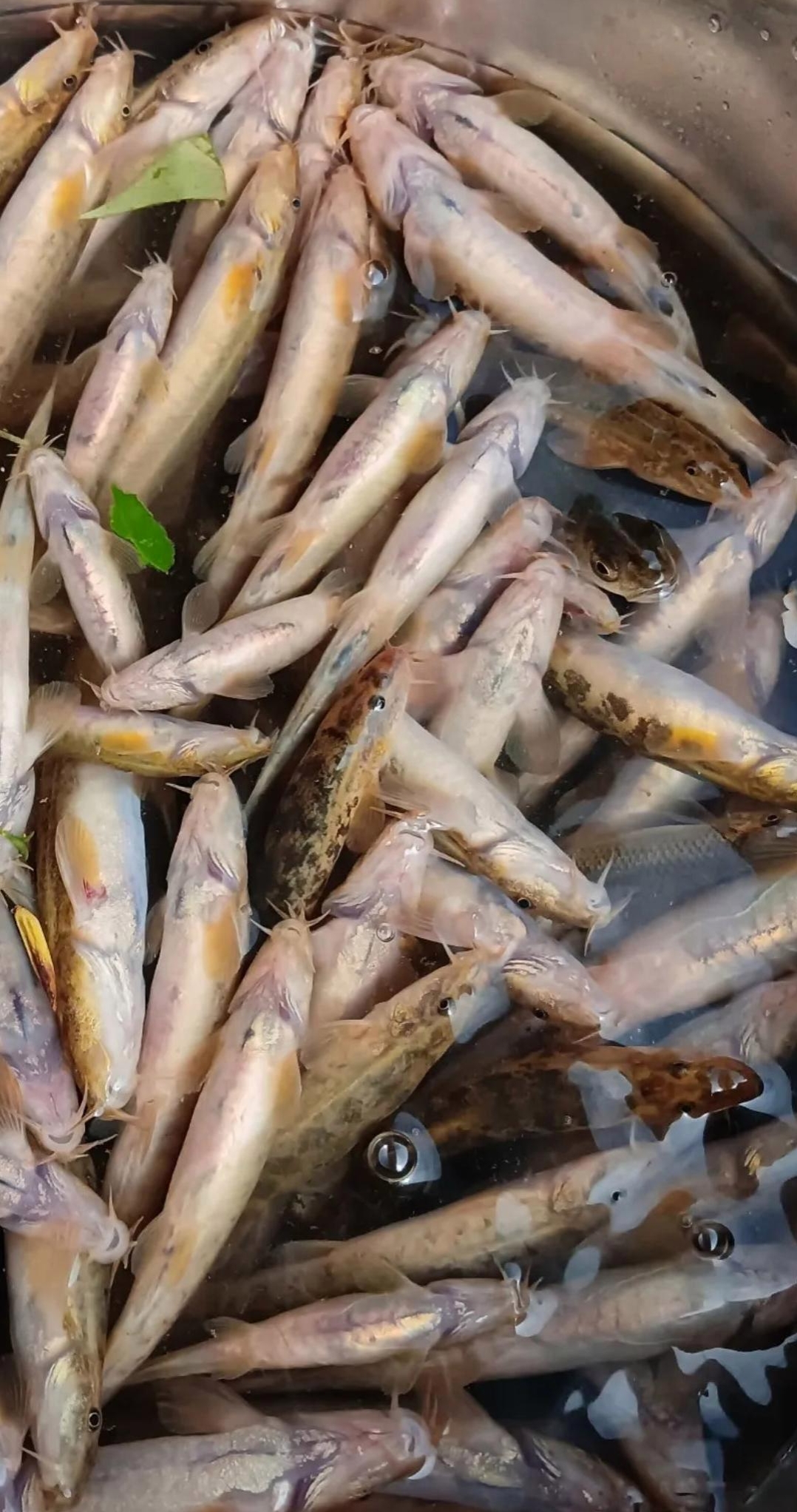 海钓用泥鳅效果好吗(海钓用泥鳅能钓什么鱼)