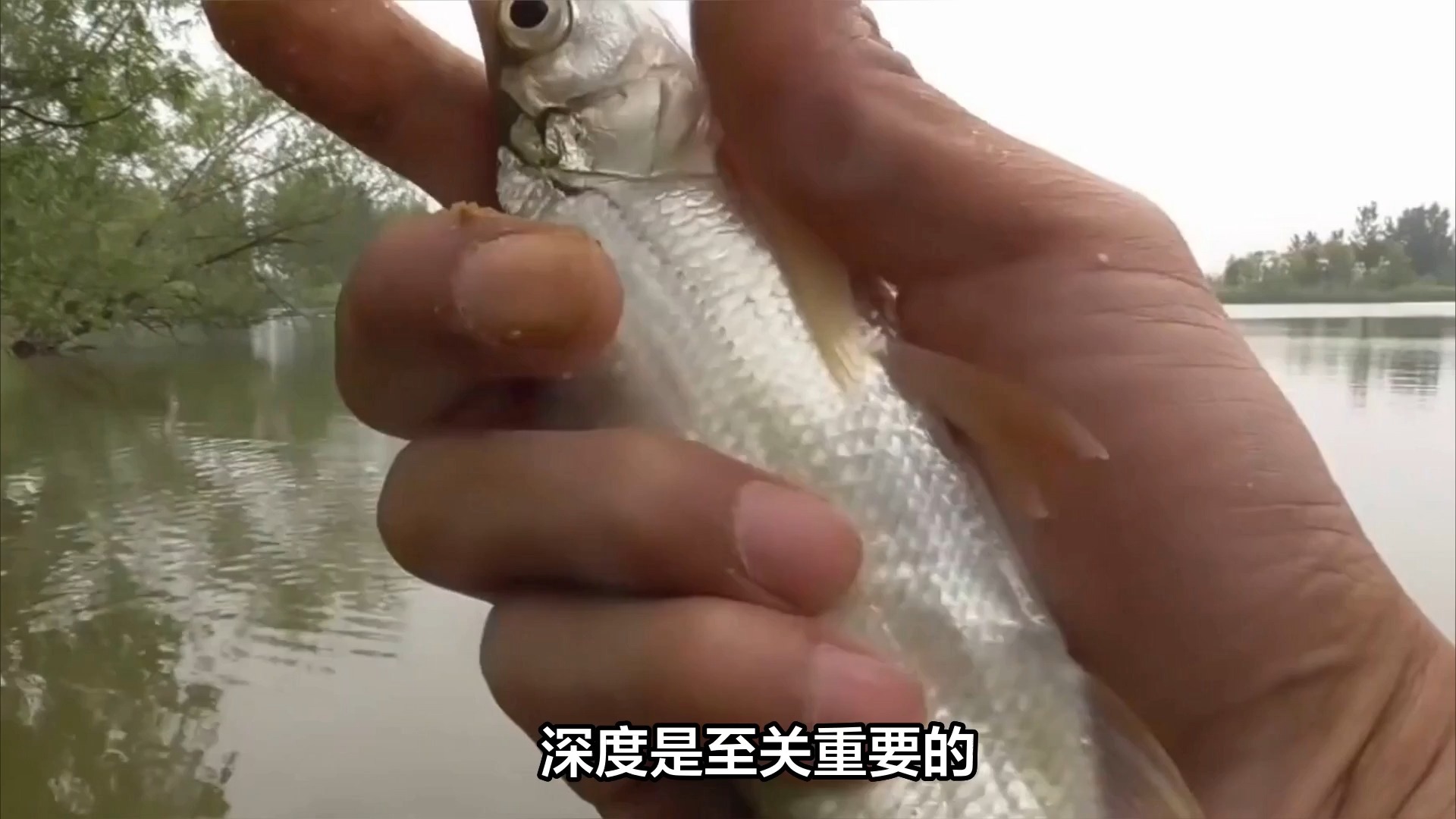 钓白条需要技巧吗(钓白条用什么钓法)