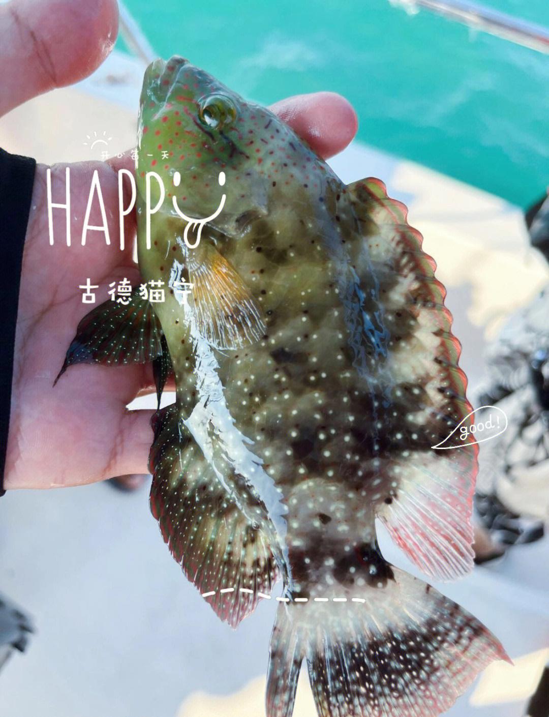 青岛海钓到几月份(青岛海钓一般都能钓到什么鱼)