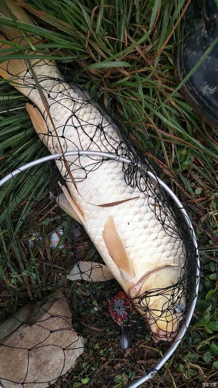 上海钓鱼论坛电脑版(上海钓鱼论坛进不去了)