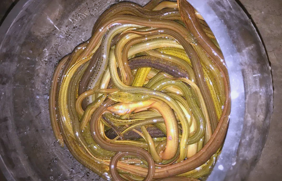 怎么钓黄鳝技巧视频(怎么钓黄鳝技巧视频教程)