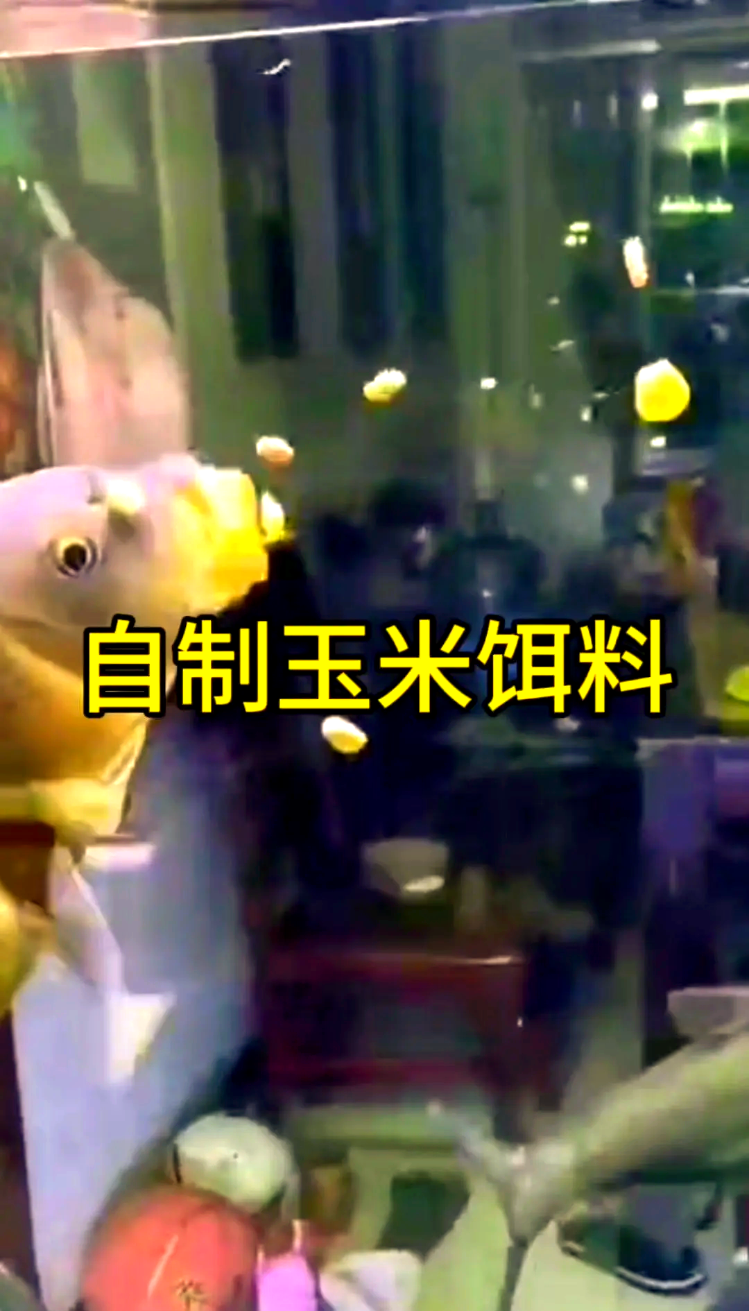 草鱼商品饵料配方大全(草鱼商品饵料配方大全 钓鱼人必看)