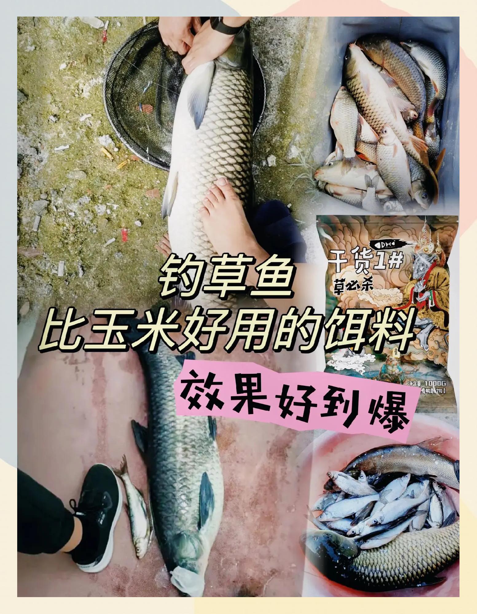 草鱼商品饵料配方大全(草鱼商品饵料配方大全 钓鱼人必看)