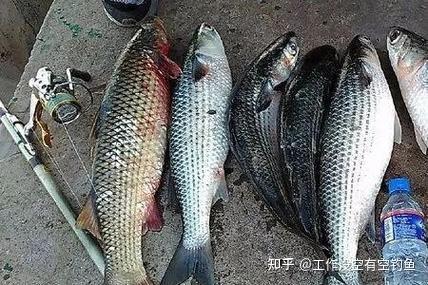 路亚淡水梭鱼(路亚梭鱼 视频)