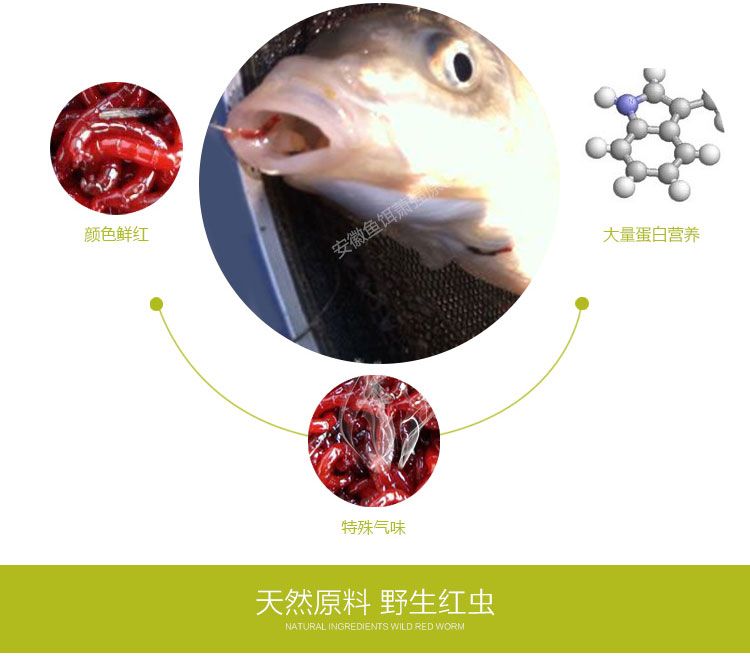 水库红虫技巧(水沟红虫)