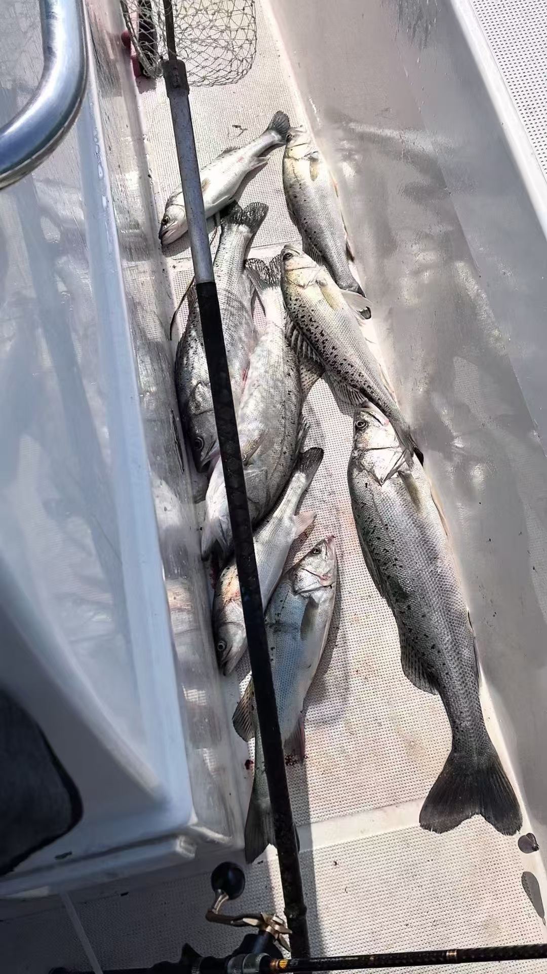 大海钓鲈鱼(海里钓鲈鱼)