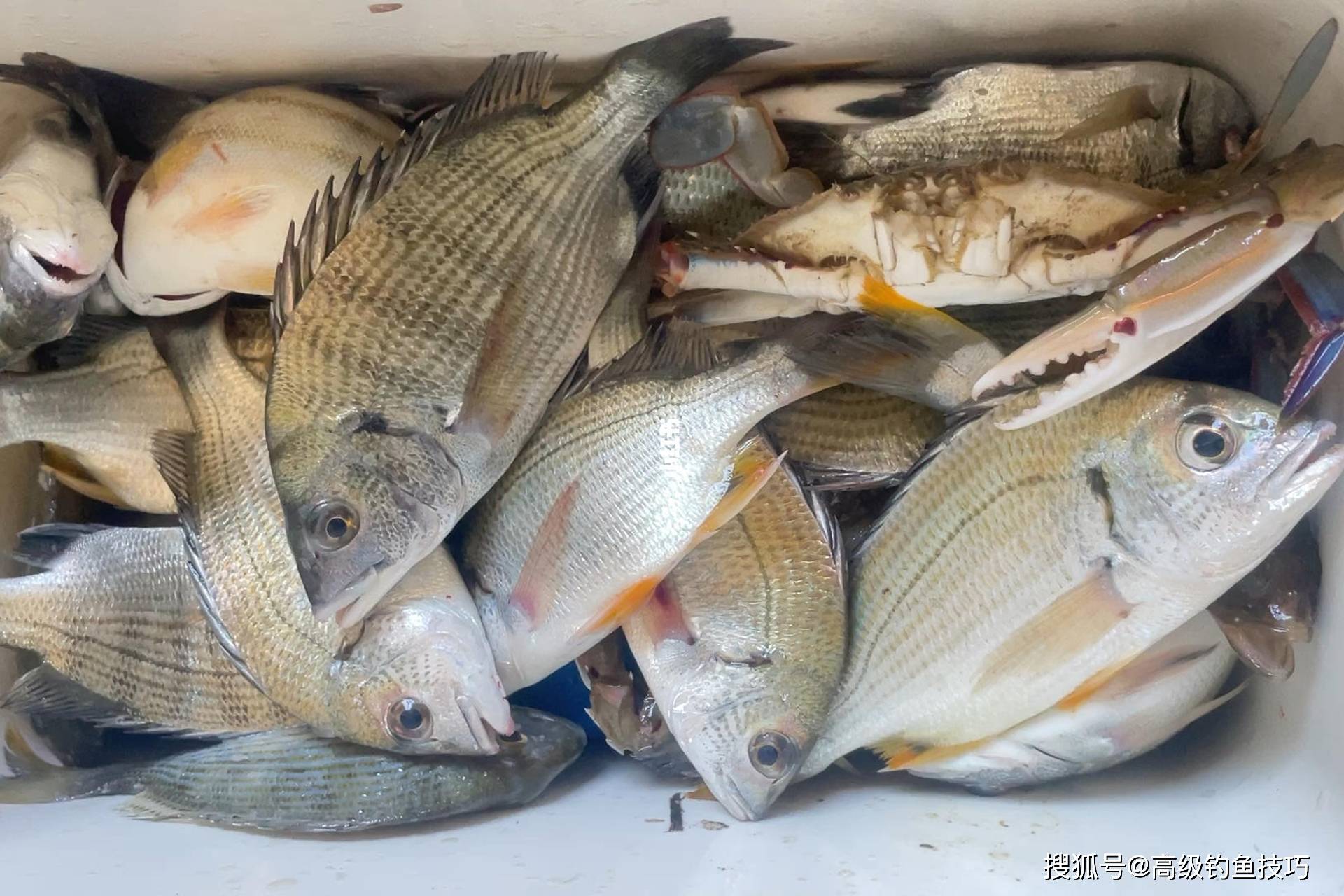 用海蛎钓黑鲷技巧(海蛎钓什么鱼)