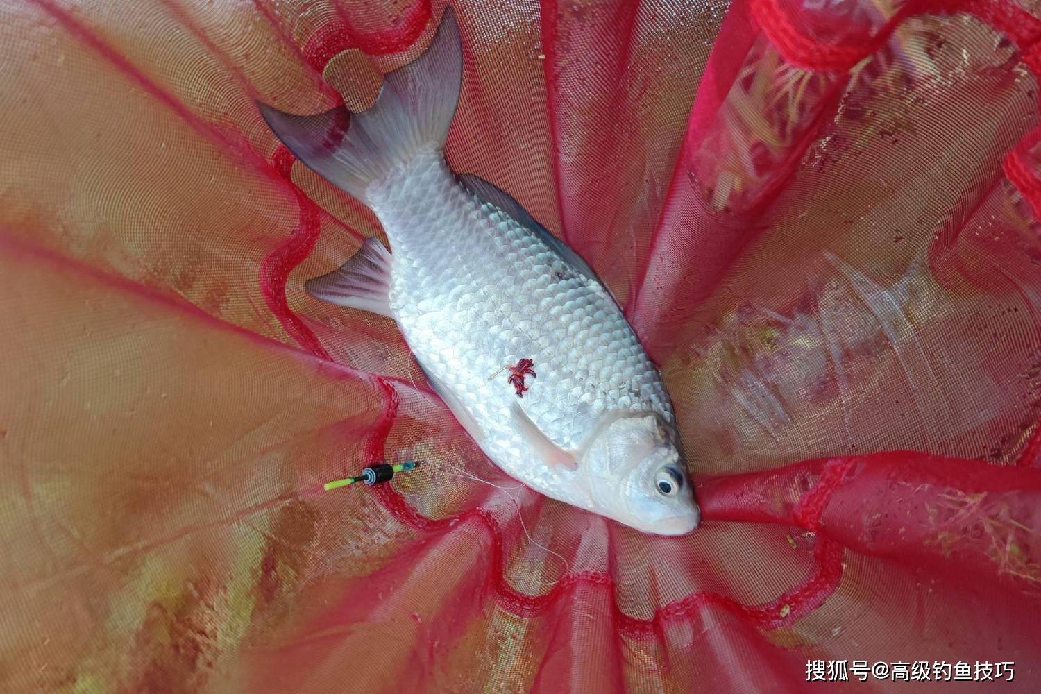 黑坑抽窝技巧(黑坑抽水能钓鱼吗)