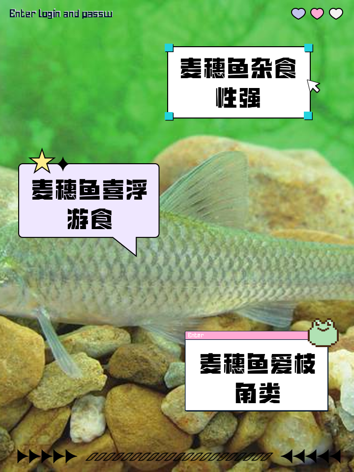 什么饵料能避开麦穗吃(用什么饵可以避开麦穗)