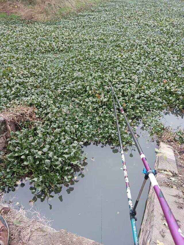 初春钓草洞技巧(初春钓草洞技巧和方法)