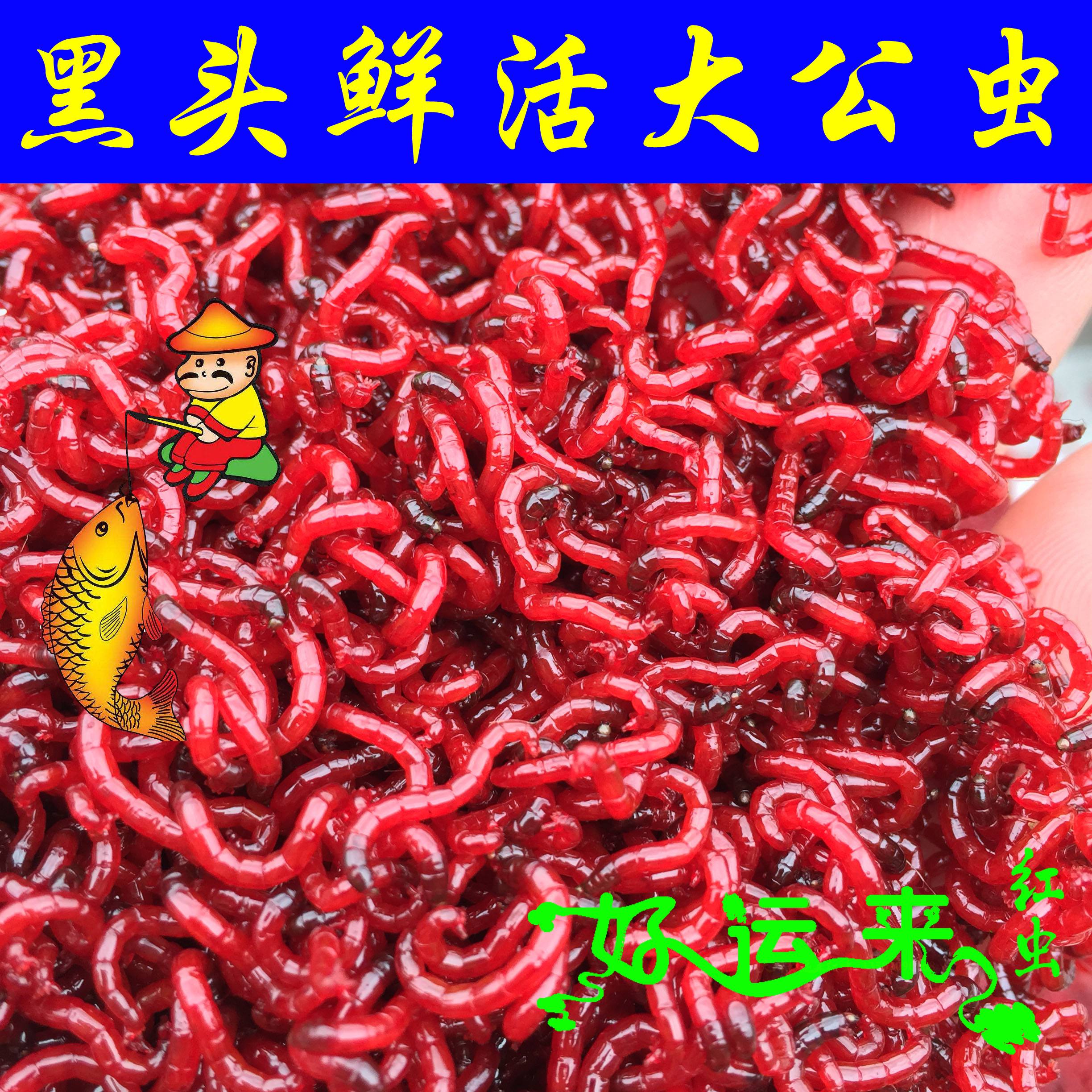 长杆短线红虫技巧(长杆短线怎么钓大鱼)