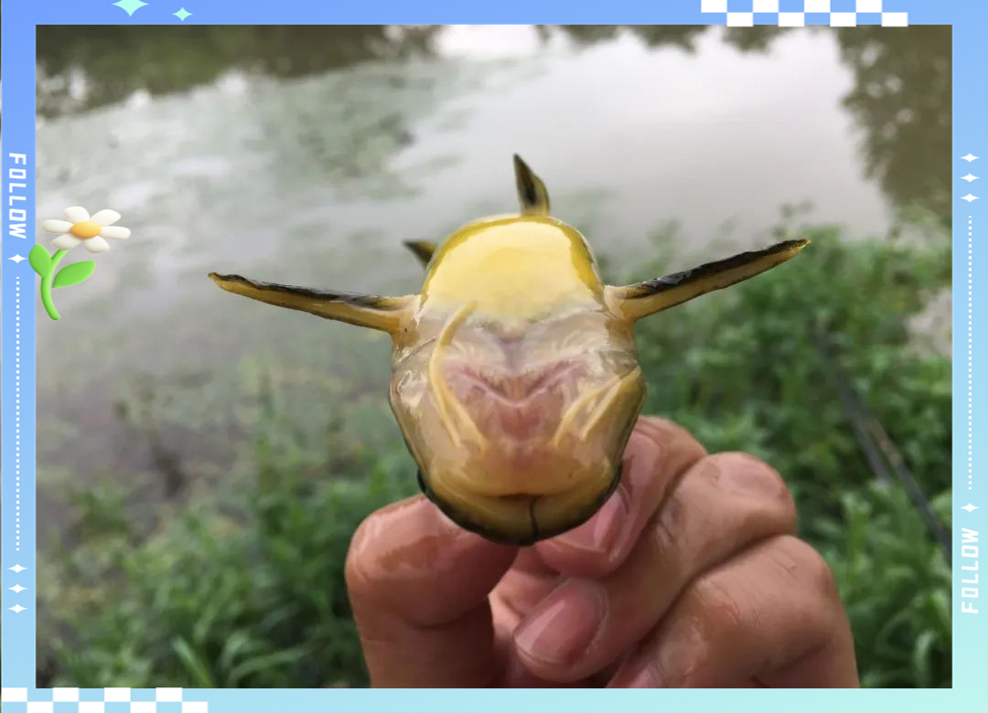 路亚黄辣丁技巧(路亚竿能钓黄辣丁吗)