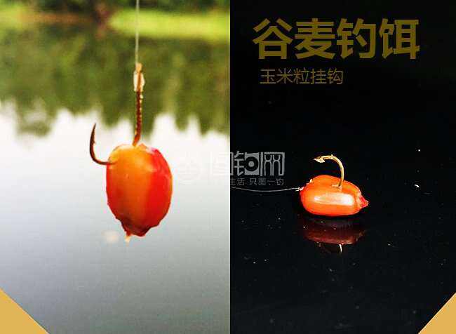 谷子钓鱼挂钩技巧(谷子钓法图解)