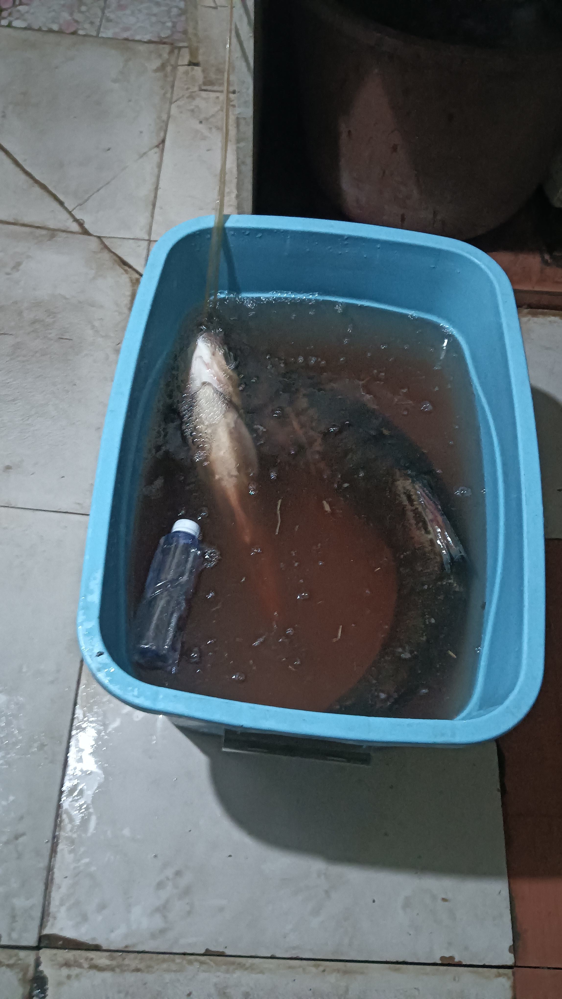 抛竿钓鲢鳙饵料(抛竿钓鲢鳙饵料沉不到预订水层)