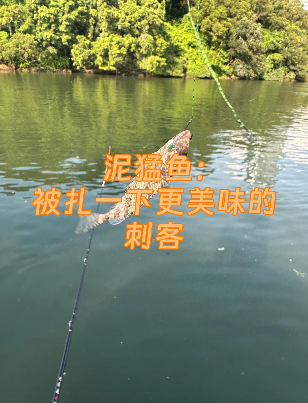 钓点斑篮子鱼技巧(钓石斑鱼饵料配方)