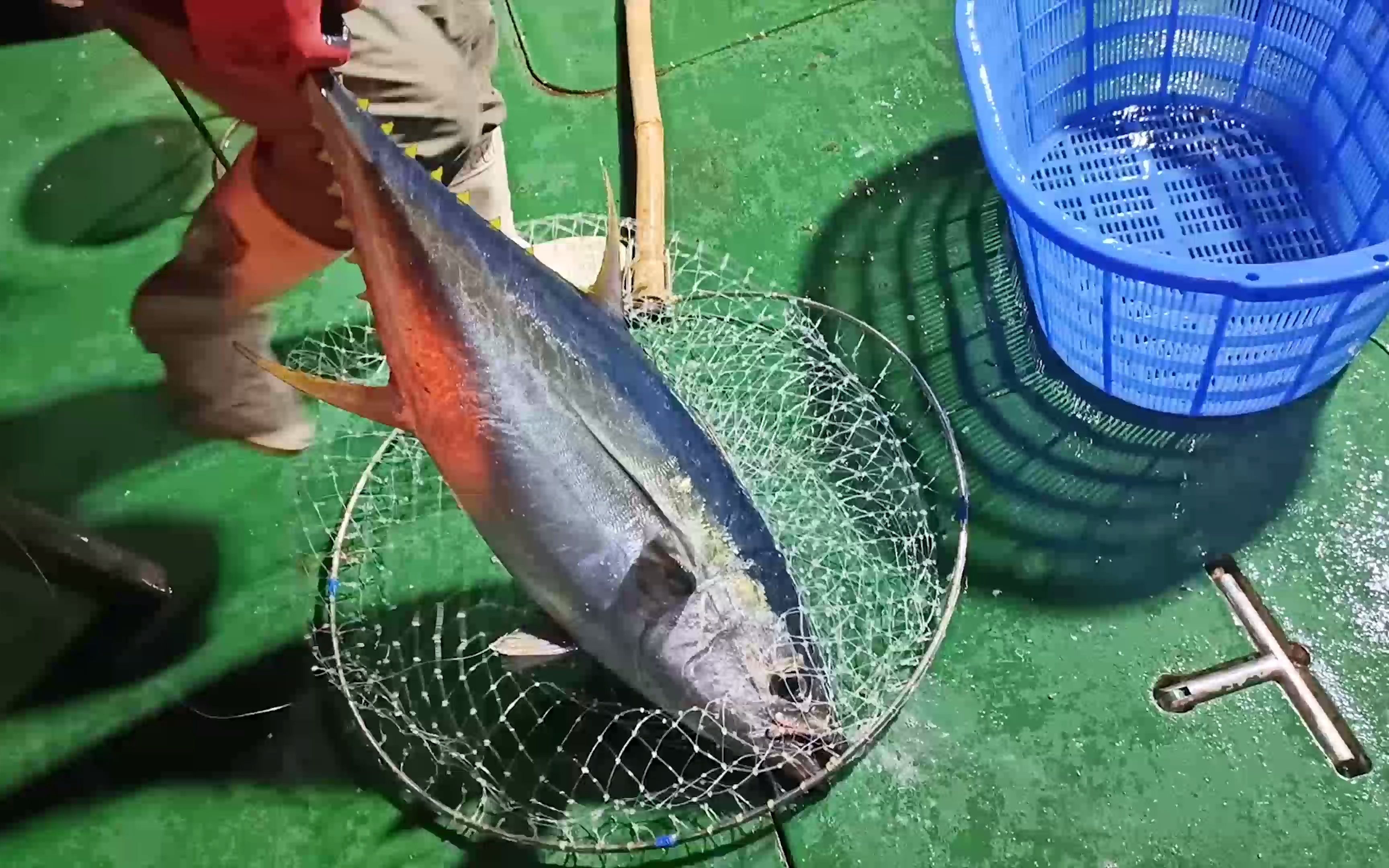 越南专业海钓(越南海钓攻略)