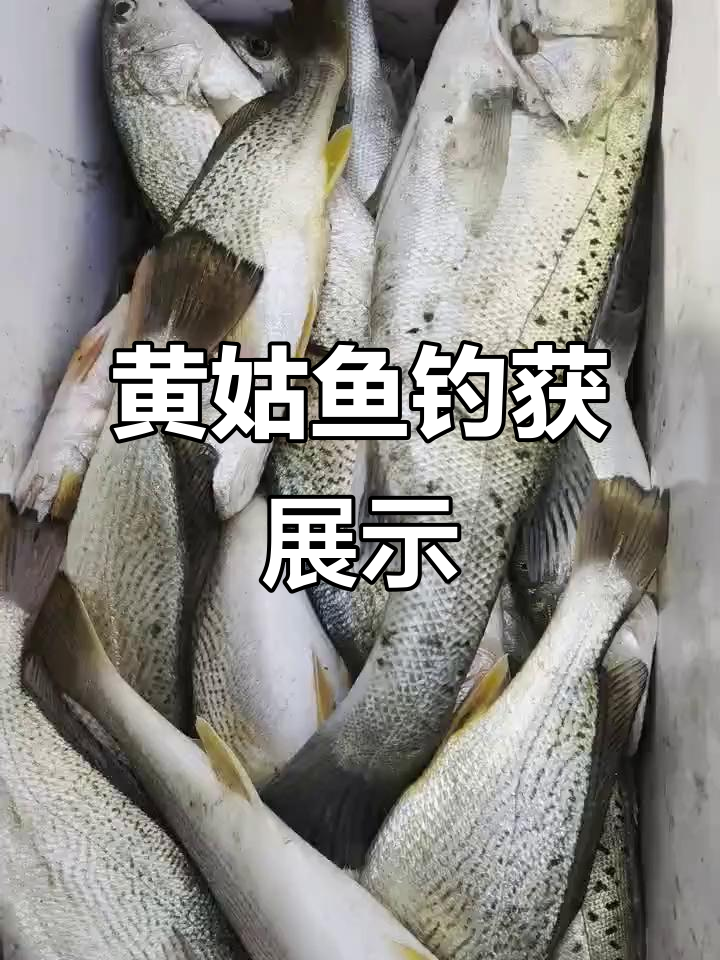 青岛海钓黄姑鱼(青岛海钓黄姑鱼大潮好还是小潮好)