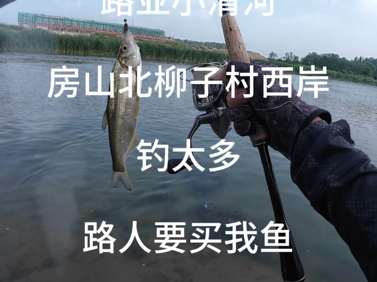 路亚青梢(路亚青梢最佳月份)